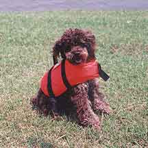 Dog in life vest