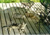 Porch cats