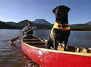 Dog in life vest