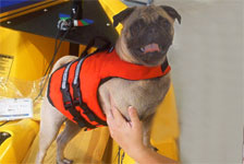 Dog in life vest