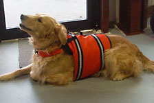 Dog in life vest