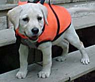 Dog in life vest