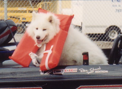 Dog in life vest