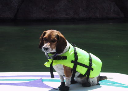 Dog in life vest