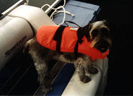 Dog in life vest