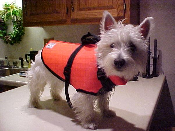 Dog in life vest