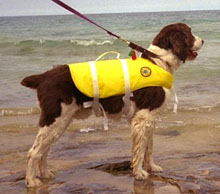 Dog in life vest