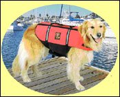 Dog in life vest