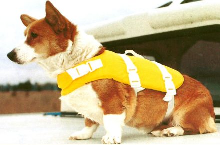 Dog in life vest